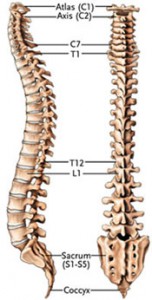 Anatomy & Physiology | Spine Treatment Center