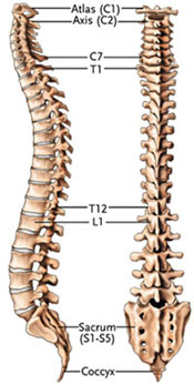spine-2-11
